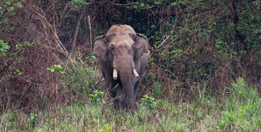 ¿VERDUGO O VÍCTIMA? ELEFANTE DHURBE CRECIÓ SOLITARIO, SOBREVIVIÓ A BALAZOS Y HA MATADO 25 PERSONAS
