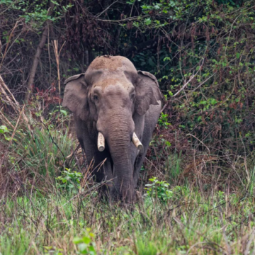 ¿VERDUGO O VÍCTIMA? ELEFANTE DHURBE CRECIÓ SOLITARIO, SOBREVIVIÓ A BALAZOS Y HA MATADO 25 PERSONAS