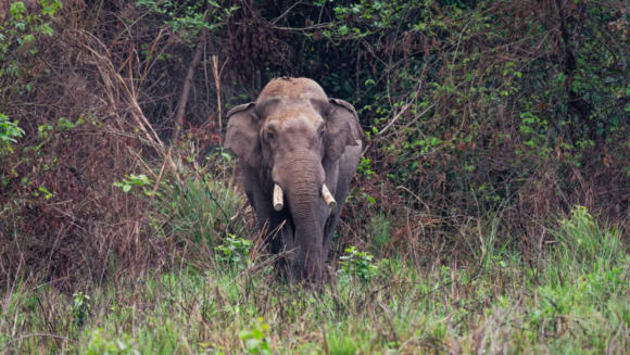 ¿VERDUGO O VÍCTIMA? ELEFANTE DHURBE CRECIÓ SOLITARIO, SOBREVIVIÓ A BALAZOS Y HA MATADO 25 PERSONAS