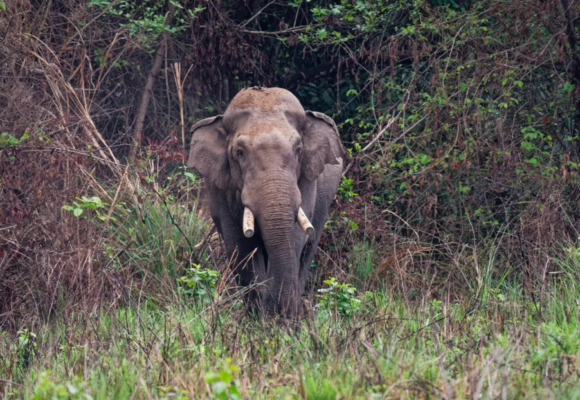 ¿VERDUGO O VÍCTIMA? ELEFANTE DHURBE CRECIÓ SOLITARIO, SOBREVIVIÓ A BALAZOS Y HA MATADO 25 PERSONAS