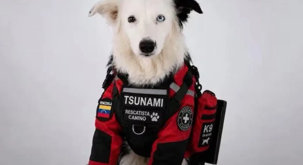 DESDE LOS ESCOMBROS, TSUNAMI, EL PERRITO RESCATISTA, SALVÓ VIDAS DESDE LOS ESCOMBROS, TSUNAMI, EL PERRITO RESCATISTA, SALVÓ VIDAS