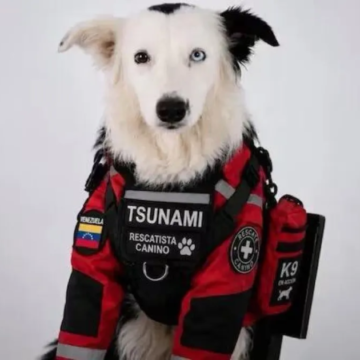 DESDE LOS ESCOMBROS, TSUNAMI, EL PERRITO RESCATISTA, SALVÓ VIDAS DESDE LOS ESCOMBROS, TSUNAMI, EL PERRITO RESCATISTA, SALVÓ VIDAS