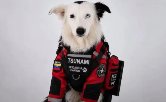 DESDE LOS ESCOMBROS, TSUNAMI, EL PERRITO RESCATISTA, SALVÓ VIDAS