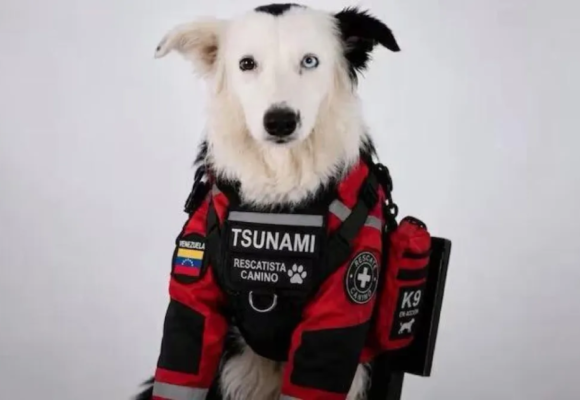 DESDE LOS ESCOMBROS, TSUNAMI, EL PERRITO RESCATISTA, SALVÓ VIDAS