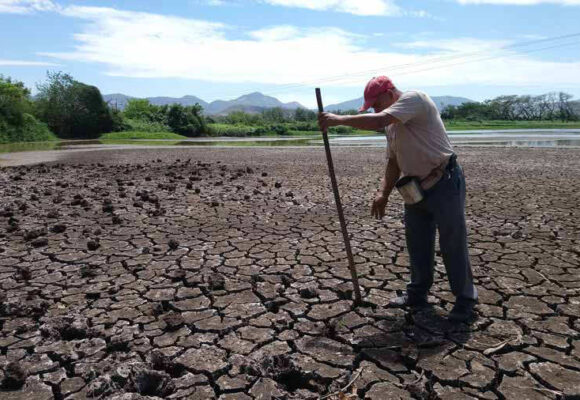 CORREDOR SECO EN NUEVA FASE DE CRISIS; 70 MIL HOGARES REPORTAN PÉRDIDAS DE MAÍZ