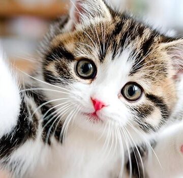 DÍA DEL GATO, CONOZCA LOS 10 BENEFICIOS DE CONVIVIR CON LOS FELINOS