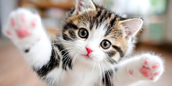 DÍA DEL GATO, CONOZCA LOS 10 BENEFICIOS DE CONVIVIR CON LOS FELINOS DÍA DEL GATO, CONOZCA LOS 10 BENEFICIOS DE CONVIVIR CON LOS FELINOS