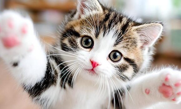 DÍA DEL GATO, CONOZCA LOS 10 BENEFICIOS DE CONVIVIR CON LOS FELINOS