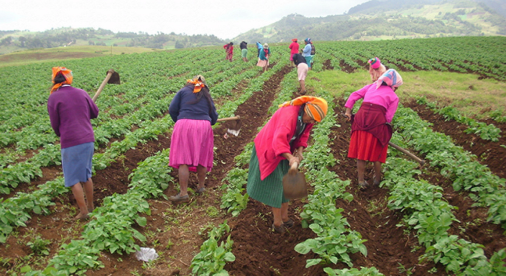 COHEP ABIERTO PARA TRANSFORMAR SISTEMA ECONÓMICO CON UNA HONDURAS AGRÍCOLA