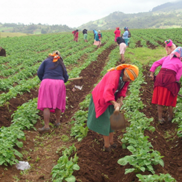 COHEP ABIERTO PARA TRANSFORMAR SISTEMA ECONÓMICO CON UNA HONDURAS AGRÍCOLA