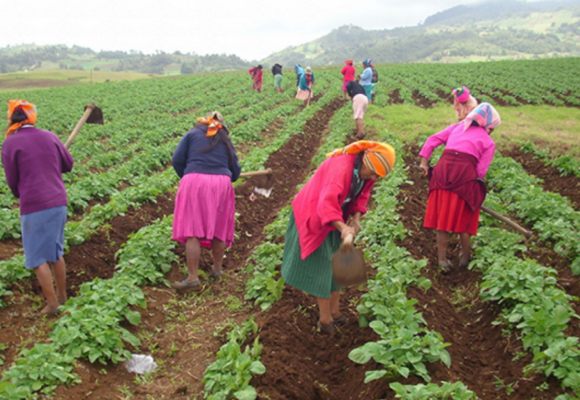 COHEP ABIERTO PARA TRANSFORMAR SISTEMA ECONÓMICO CON UNA HONDURAS AGRÍCOLA